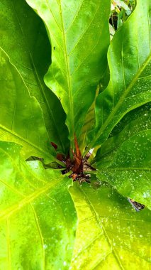 Asplenium scolopendrium, which is in the garden of a resident's house
