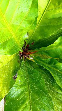 Asplenium scolopendrium, which is in the garden of a resident's house