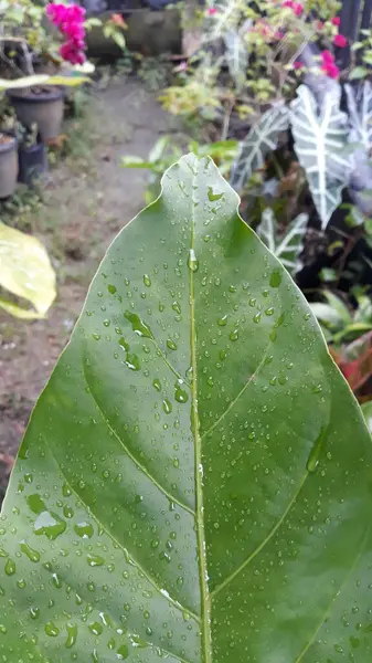 Asplenium scolopendrium, which is in the garden of a resident's house