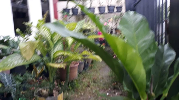 Asplenium scolopendrium, which is in the garden of a resident's house