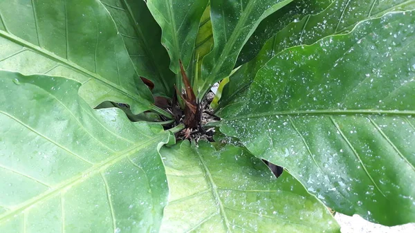 Asplenium scolopendrium, which is in the garden of a resident's house