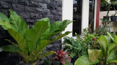 Asplenium scolopendrium, which is in the garden of a resident's house