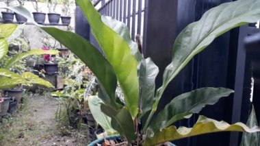 Asplenium scolopendrium, which is in the garden of a resident's house