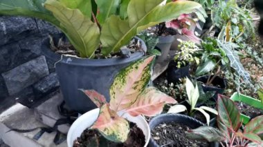 Asplenium scolopendrium, which is in the garden of a resident's house