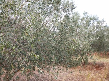 Bu, Arnavutluk 'un bir bölgesindeki bir zeytin tarlasının manzarası