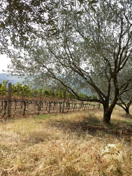 Bu, Arnavutluk 'un bir bölgesindeki bir zeytin tarlasının manzarası