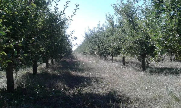 Вид Яблучне Поле Одному Регіонів Албанії — стокове фото