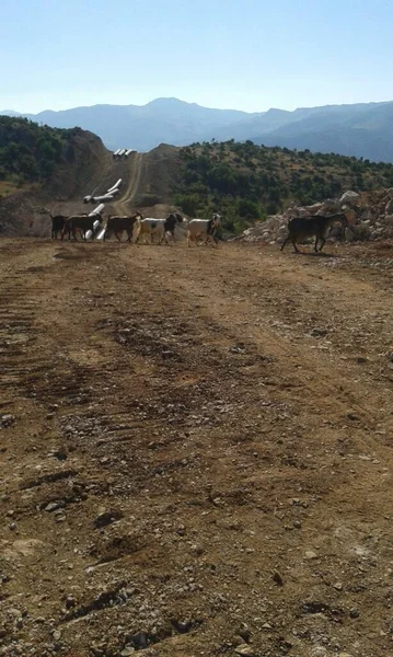 Bando Ovinos Que Atravessam Área Construção Oleodutos Gasodutos Sudeste Europa — Fotografia de Stock