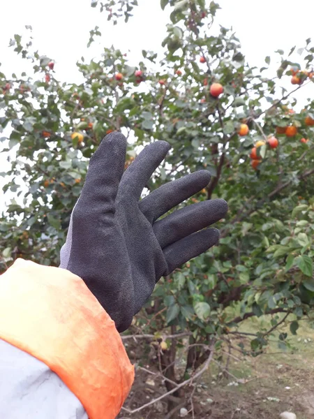 Proper Use Gloves Working Related Operation Handling — Stock Photo, Image