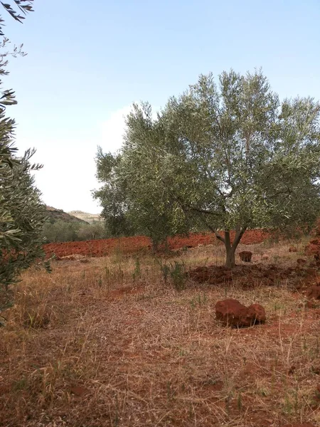 Dies Ist Eine Ansicht Einem Olivenfeld Einer Der Regionen Albaniens — Stockfoto