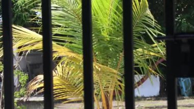 Gün boyunca yemyeşil ağaçlar ve esen rüzgar.