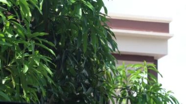 Gün boyunca yemyeşil ağaçlar ve esen rüzgar.