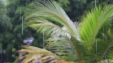 Alçak hindistan cevizi ağaçlarının bahçesine şiddetli yağmur yağıyor.