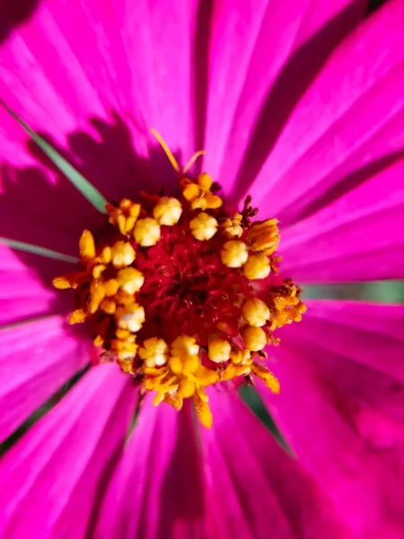 Красива Червона Жовта Квітуча Квітка — стокове фото