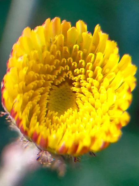 Flores Amarelas Naturalmente Bonitas Florescer — Fotografia de Stock