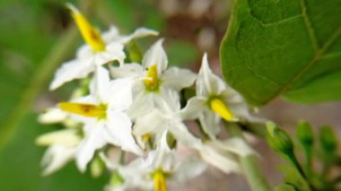 hijo videosu. Sarı beyaz siyah 