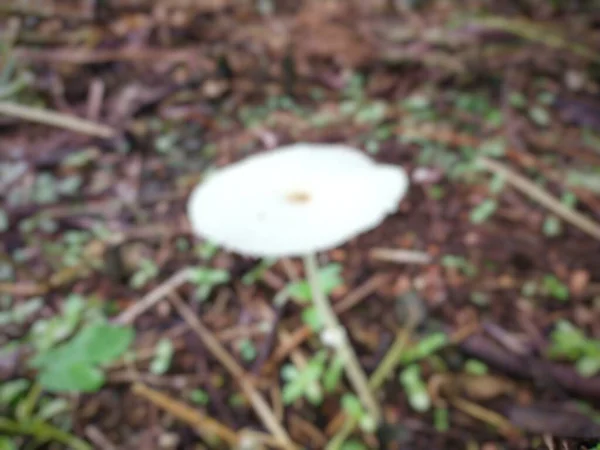 White Mushroom Growing Hijo Grass Garden Dry Twigs Ground — Stock Photo, Image