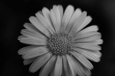 Güzel çiçeklerin güzel manzarasını kapat.