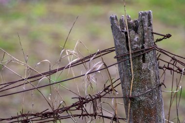 Old abondoned barbwire fence