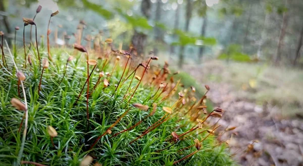 Zielowy Mech Lesie Wrzesniu — Stockfoto