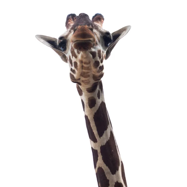 Giraffe Een Witte Achtergrond — Stockfoto