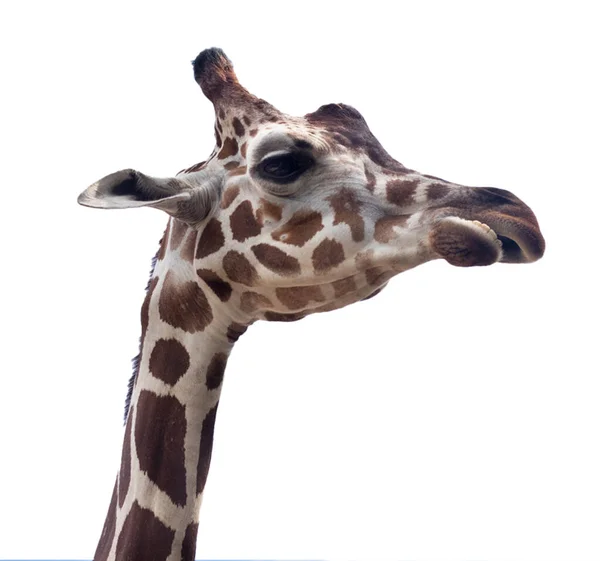 Side Profile Beautiful Giraffe White Background — 图库照片