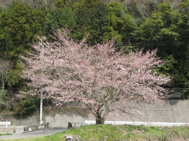 Airplane wreck underwater, rest of a airplane cockpit from the WW II. It was japanesea fying boat. It sunk near by Saipan. 