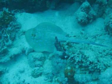 Bluespotted Stingray lies on the bottom of the sea