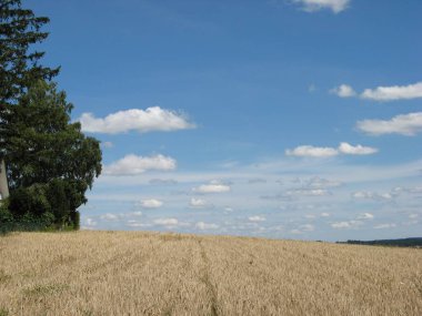 A mowed Cornfield with trees and blue sky with clouds