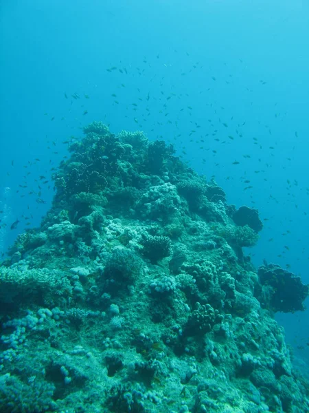 Beautiful Coral Reefs Red Sea — Φωτογραφία Αρχείου