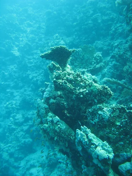 Table Coral Reef Coral Reef — Φωτογραφία Αρχείου