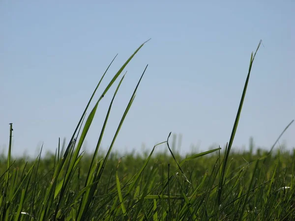 Close Grass Fields — Fotografia de Stock
