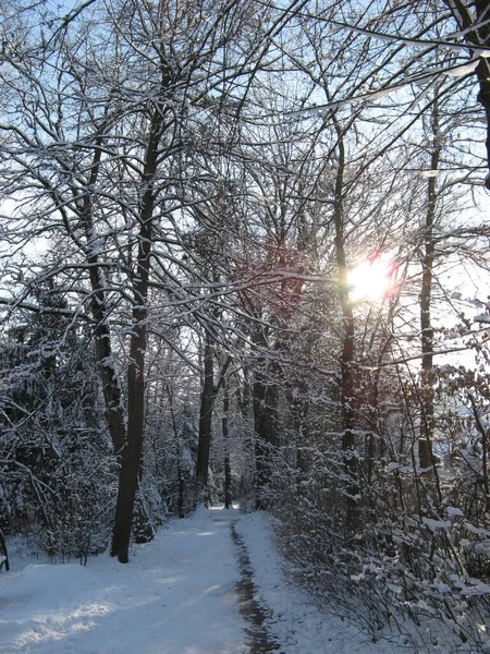 Path Forrest Winter — Zdjęcie stockowe