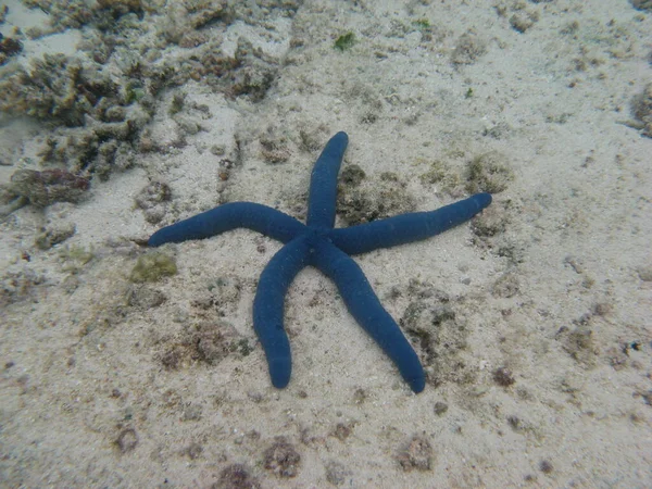 Blue Starfish Bottom Sea — Stok fotoğraf