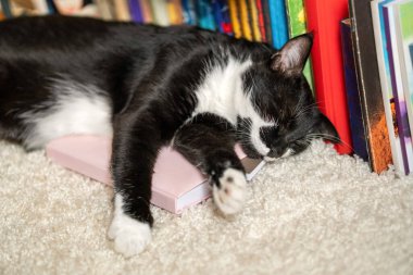 the cat sleeps on books. wise cat and books. cute cat is napping