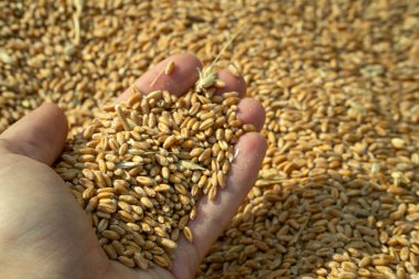wheat harvest. grain cycle. wealth of the nation. Ukraine.