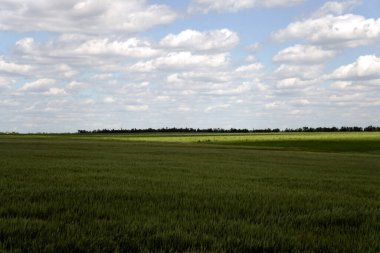 clouds in the south of Ukraine. Wheat field