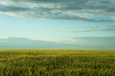 south of Ukraine. a field of wheat before a thunderstorm