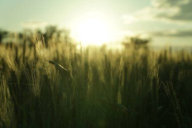 counter light. wheat in the sunset. beautiful.