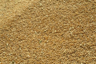 wheat harvest. grain cycle. wealth of the nation. Ukraine.