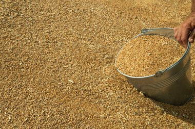 wheat harvest. grain cycle. wealth of the nation. Ukraine.