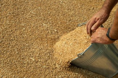 wheat harvest. grain cycle. wealth of the nation. Ukraine.