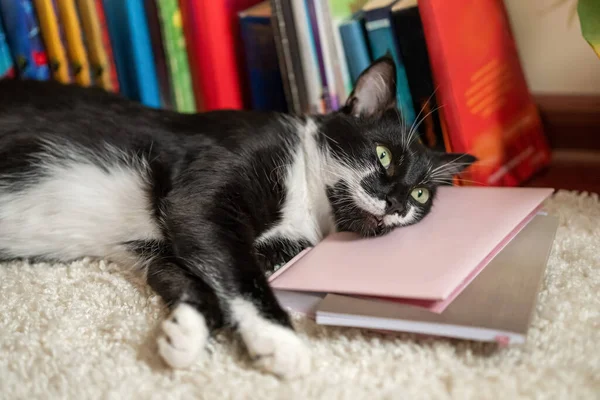 Cat Sleeps Books Cat Surprise — Stock Photo, Image