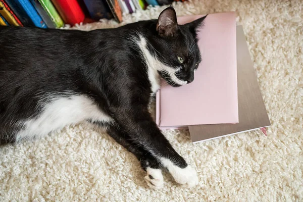 Cat Sleeps Books Wise Cat Books — 스톡 사진