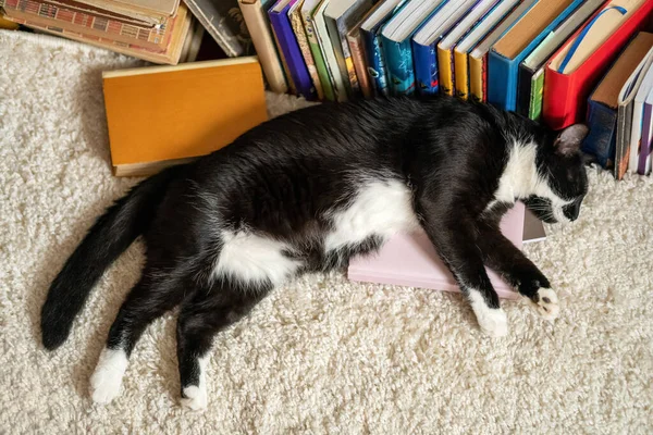 Cat Sleeps Books Wise Cat Books — Stock Photo, Image