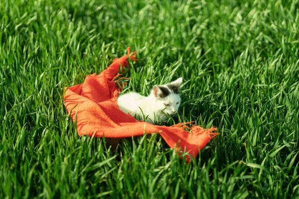 a lost handkerchief and a cat on the green grass