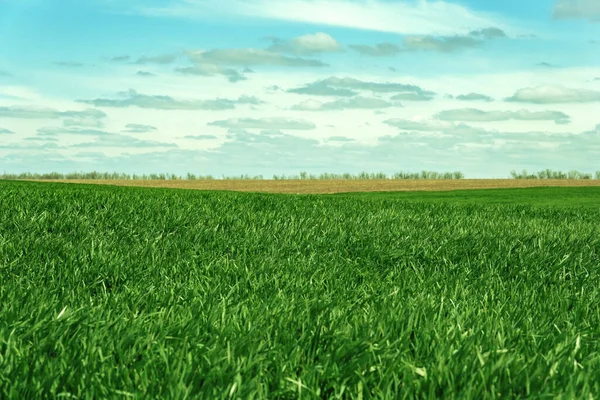 Green Earth Fields Ukraine Grains Sky Grass — Stock Photo, Image