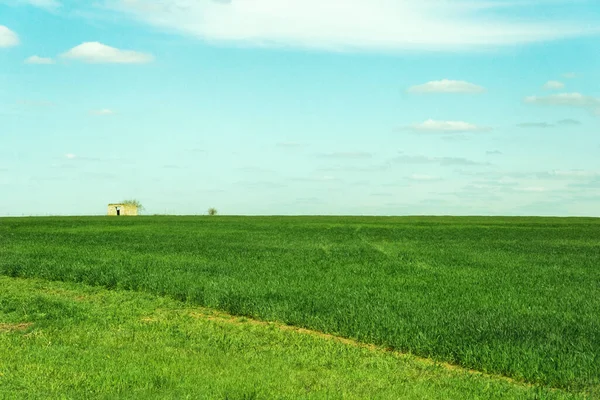 Green Earth Fields Ukraine Grains Sky Grass — 图库照片