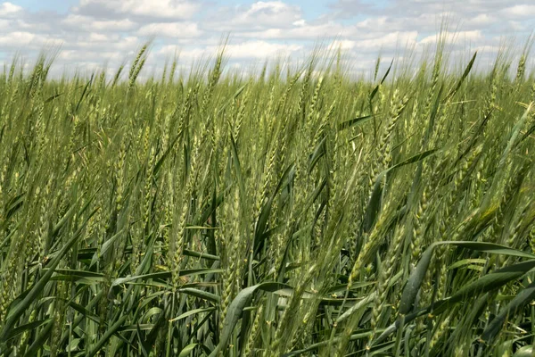 Ears Wheat Close Harvest Background — Stockfoto