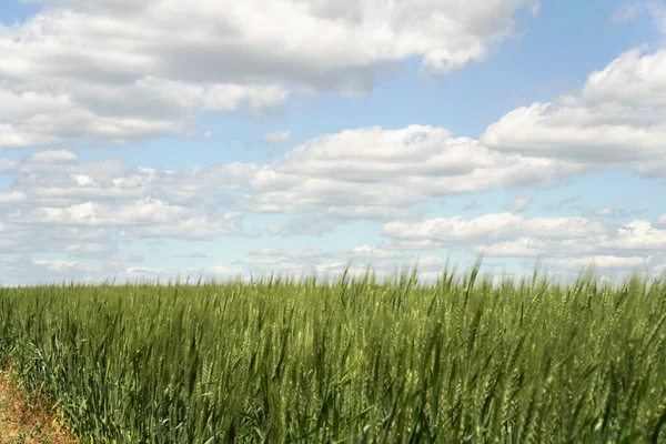 Clouds South Ukraine Wheat Field — 图库照片
